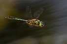Cordulia aenea